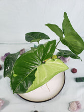 Load image into Gallery viewer, Panda, exact plant, variegated Syngonium, ships nationwide

