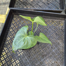 Load image into Gallery viewer, Anthurium Macrolobium, Exact Plant Ships Nationwide
