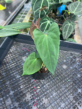 Load image into Gallery viewer, Anthurium Papillilaminum Fort Sherman X (FS X Ralph Lynam) 2.5" pot, Fedex 2day*
