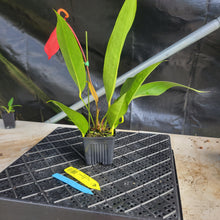 Load image into Gallery viewer, Anthurium Scherzerianum "Pig Tail", Exact Plant Ships Nationwide
