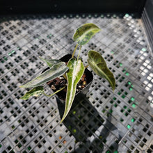 Load image into Gallery viewer, Alocasia Bambino Aurea, Exact Plant Variegated Ships Nationwide
