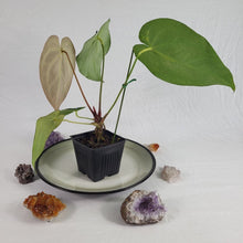 Load image into Gallery viewer, Anthurium Magnificum X Crystalinum, Exact Plant Ships Nationwide
