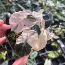 Load image into Gallery viewer, Alocasia Heart Balloon pink variegated 2.5" pot, Fedex 2day*
