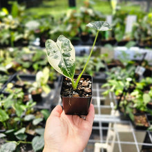 Load image into Gallery viewer, Alocasia Frydek, Exact Plant Variegated Ships Nationwide
