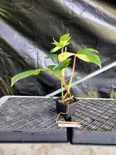 Load image into Gallery viewer, Philodendron Golden Dragon, Exact Plant Variegated Ships Nationwide
