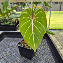 Load image into Gallery viewer, Philodendron Gloriosum, Dark Form, Exact Plant
