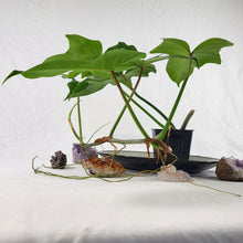 Load image into Gallery viewer, Philodendron Green Golden Dragon 4" pot, Fedex 2day*
