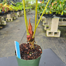 Load image into Gallery viewer, Anthurium Decipiens, Exact Plant Ships Nationwide
