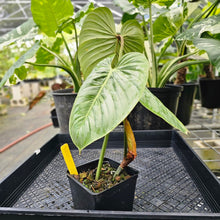 Load image into Gallery viewer, Philodendron Sodiroi True Form, Exact Plant Ships Nationwide

