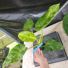 Load image into Gallery viewer, Philodendron Giganteum, Exact Plant Variegated Ships Nationwide
