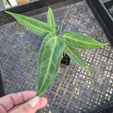 Load image into Gallery viewer, Anthurium Warocqueanum, Queen, Exact Plant Ships Nationwide
