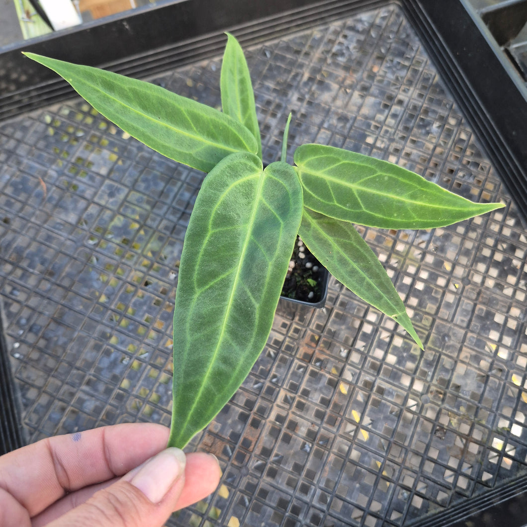 Anthurium Warocqueanum, Queen, Exact Plant Ships Nationwide