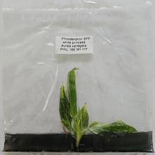 Load image into Gallery viewer, Philodendron White Princess Aurea variegated tissue culture 2DayAir

