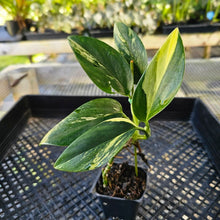 Load image into Gallery viewer, Monstera Standleyana Aurea, Exact Plant Variegated Ships Nationwide
