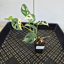 Load image into Gallery viewer, Monstera Adansonii Laniata Albo Variegated exact plant, Fedex 2day*
