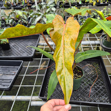 Load image into Gallery viewer, Philodendron Orange Marmalade, Autumn Queen exact plant, Fedex 2day
