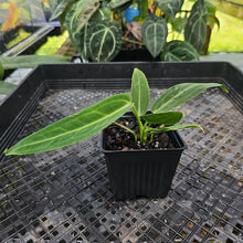 Load image into Gallery viewer, Anthurium Warocqueanum, Queen, Exact Plant Ships Nationwide
