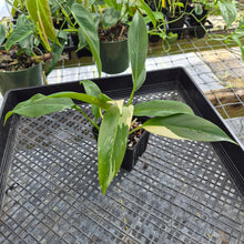 Load image into Gallery viewer, Philodendron Wend Imbe, Exact Plant Variegated Ships Nationwide
