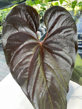Load image into Gallery viewer, Anthurium Moodeanum, Exact Plant
