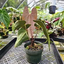 Load image into Gallery viewer, Anthurium Ace Of Spades X Papillilaminum, Exact Plant
