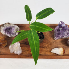 Load image into Gallery viewer, Anthurium Warocqueanum, Queen 2.5&quot; Pot, Fedex 2 day*
