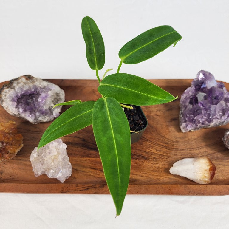 Anthurium Warocqueanum, Queen 2.5