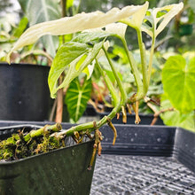 Load image into Gallery viewer, Monstera Adansonii Albo Tricolor, Exact Plant Variegated
