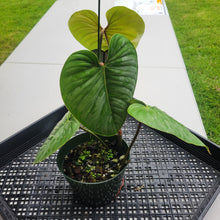 Load image into Gallery viewer, Philodendron Sodiroi True Form, Exact Plant Ships Nationwide
