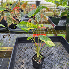 Load image into Gallery viewer, Alocasia Macrorrhiza Schock Treatment, Exact Plant Variegated Ships Nationwide
