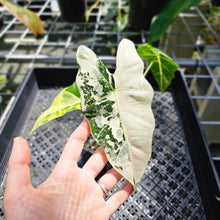 Load image into Gallery viewer, Alocasia Frydek, Exact Plant Variegated
