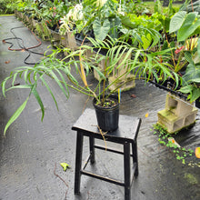 Load image into Gallery viewer, Philodendron Polypodoides, Exact Plant Ships Nationwide
