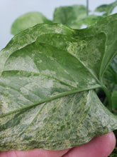 Load image into Gallery viewer, Mojito, exact plant, multi pot of 5, variegated Syngonium Podophyllum, ships nationwide
