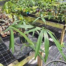 Load image into Gallery viewer, Anthurium Polydactylum exact plant, Fedex 2day*
