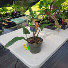 Load image into Gallery viewer, Philodendron Mexicanum, Exact Plant Ships Nationwide
