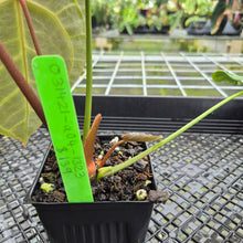 Load image into Gallery viewer, Anthurium Besseae Aff x Red Crystallinum, Exact Plant
