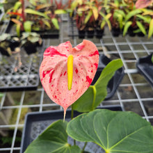 Load image into Gallery viewer, Anthurium Shibori, Exact Plant Variegated Ships Nationwide
