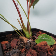 Load image into Gallery viewer, Anthurium Red Beauty 4&quot; pot, ships nationwide
