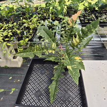 Load image into Gallery viewer, Philodendron Ring Of Fire Variegated exact plant, Fedex 2day*
