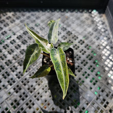 Load image into Gallery viewer, Alocasia Bambino Aurea, Exact Plant Variegated Ships Nationwide
