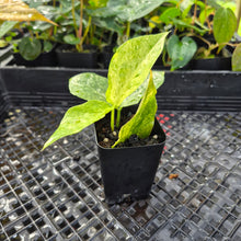 Load image into Gallery viewer, Zamioculcas Zamiifolia Wild Form ZZ, Exact Plant Variegated Ships Nationwide
