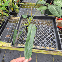 Load image into Gallery viewer, Philodendron Spiritus Sancti, Exact Plant Ships Nationwide
