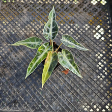 Load image into Gallery viewer, Alocasia Bambino, Exact Plant Variegated Ships Nationwide
