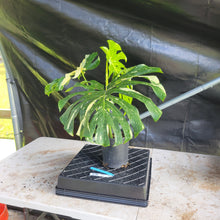 Load image into Gallery viewer, Monstera Thai Constellation, Exact Plant Variegated Ships Nationwide
