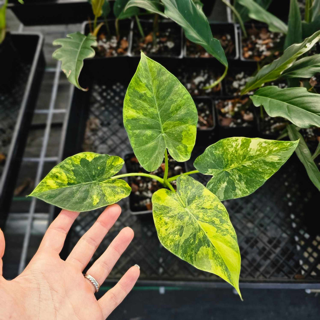 Alocasia Gageana Aurea, Exact Plant Variegated Ships Nationwide