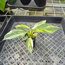 Load image into Gallery viewer, Philodendron White Wizard Aurea Variegated exact plant, Fedex 2day*
