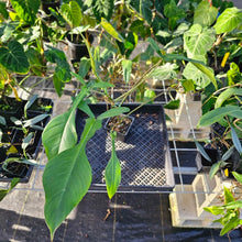 Load image into Gallery viewer, Philodendron Joepii, Exact Plant Ships Nationwide
