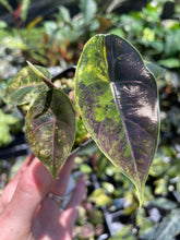 Load image into Gallery viewer, Alocasia Azlanii Aurea variegated , Exact Plant Ships Nationwide
