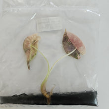 Load image into Gallery viewer, Alocasia Sanderiana Pink Nobilis variegated tissue culture 2DayAir
