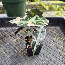 Load image into Gallery viewer, Alocasia Polly Snowflake Pink Variegated, Exact Plant Ships Nationwide.
