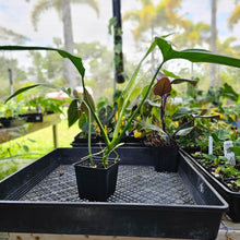 Load image into Gallery viewer, Philodendron Holtonianum, Exact Plant Ships Nationwide
